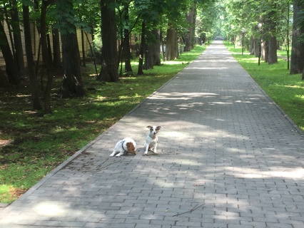 тоник 8